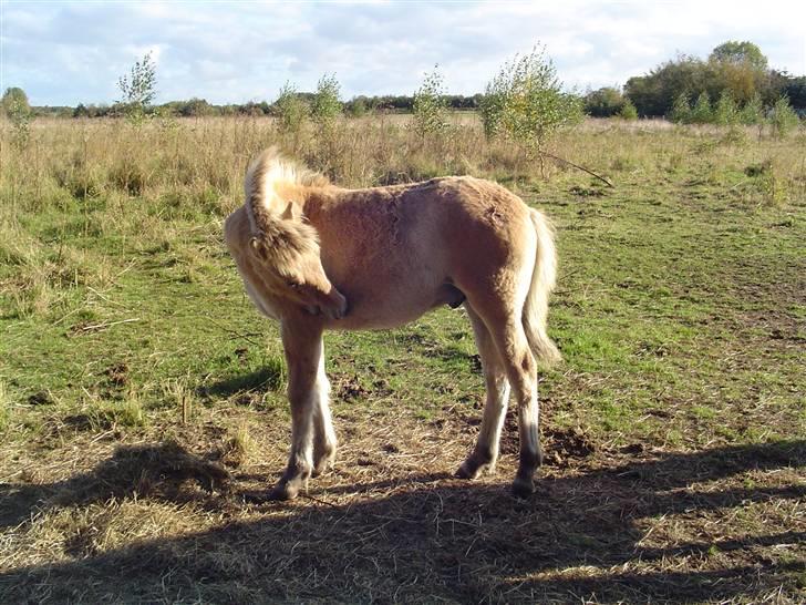 Fjordhest Søndergaard's Thor - Nøj, hvor det klør billede 1
