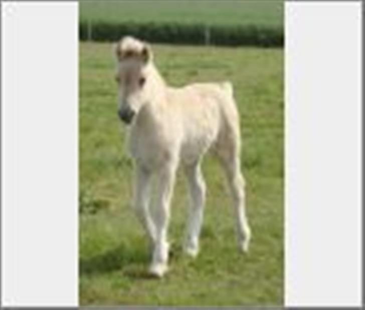 Fjordhest Søndergaard's Thor - Jeg kommer nu billede 2