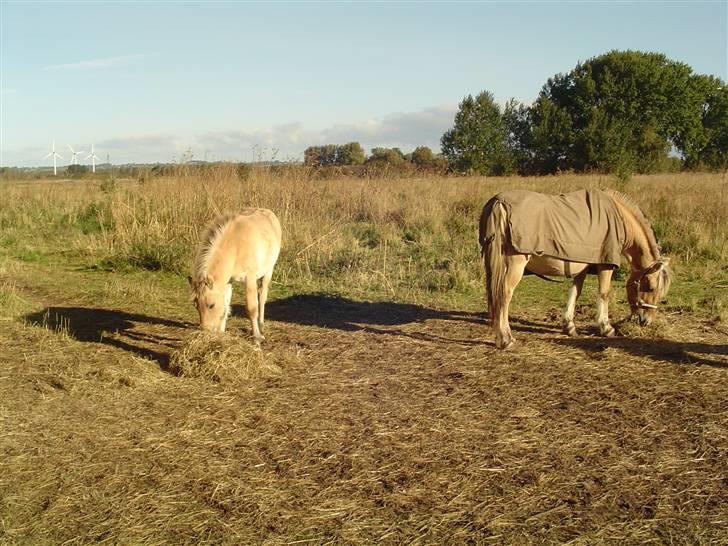Fjordhest Søndergaard's Thor - Thor og Sabrina i oktober 2009 billede 3
