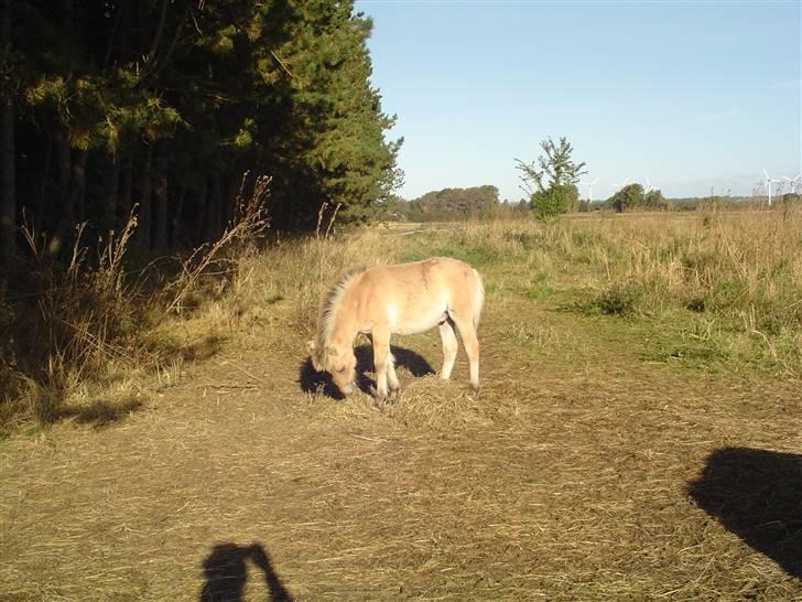 Fjordhest Søndergaard's Thor - Lille Thor´sen billede 4