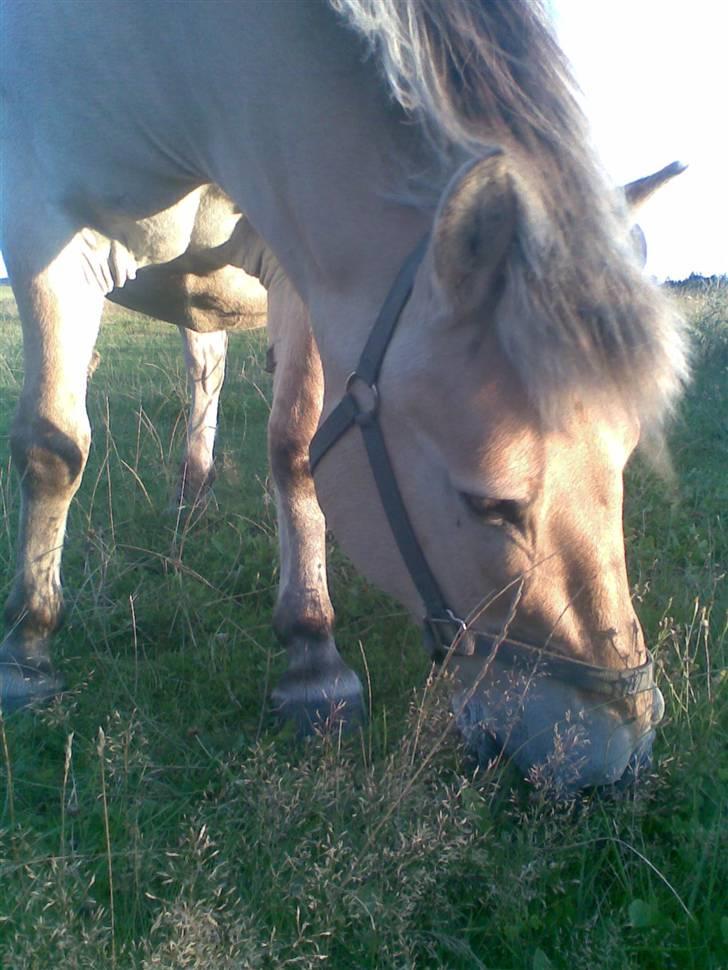 Fjordhest Spøjs |my angle| - se lige under hans ben xD foto: mig billede 2