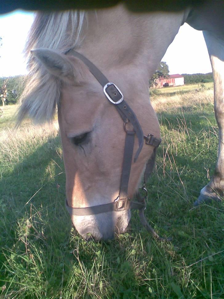 Fjordhest Spøjs |my angle| - GRÆS!!! foto: mig billede 3