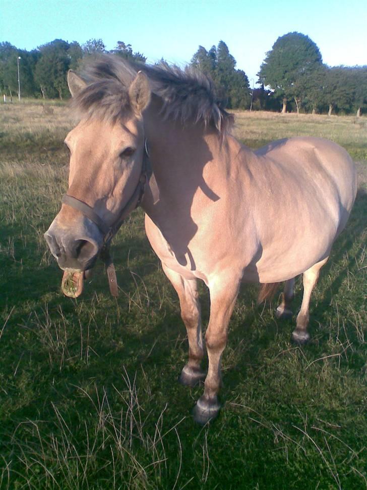 Fjordhest Spøjs |my angle| - hov hov nu skal du ikk så og række tunde af os når du bliver fotograferet xD foto: mig billede 4
