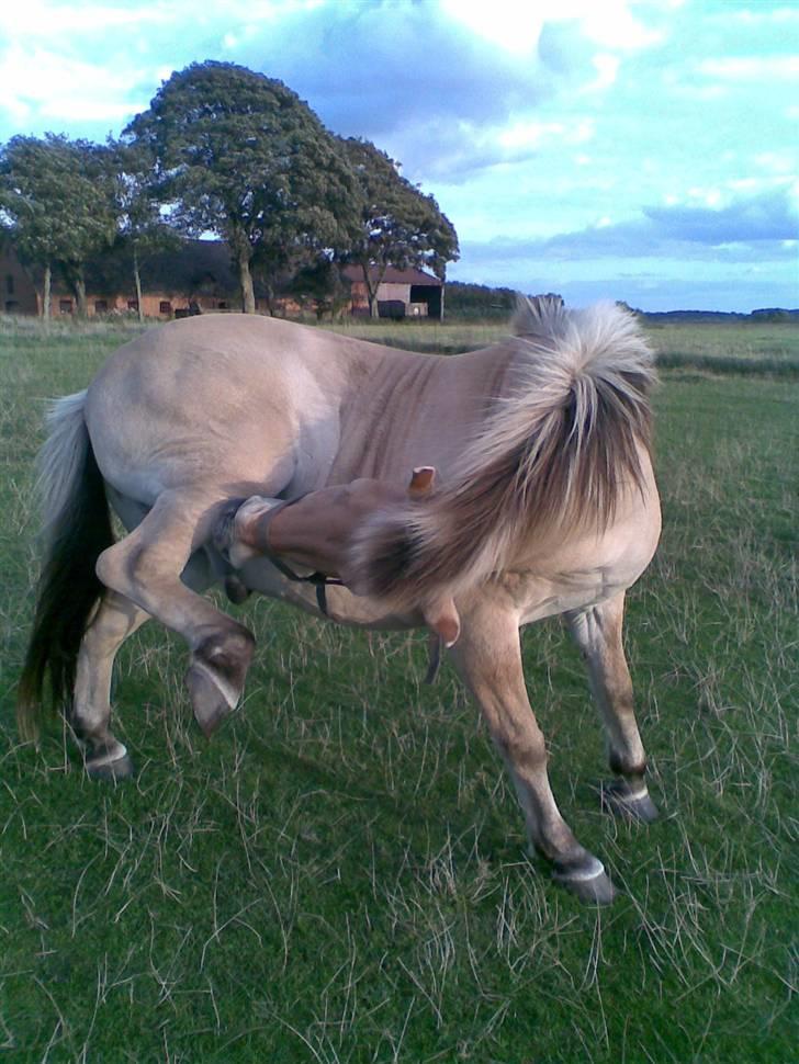 Fjordhest Spøjs |my angle| - benet klør ;D foto: mig billede 5