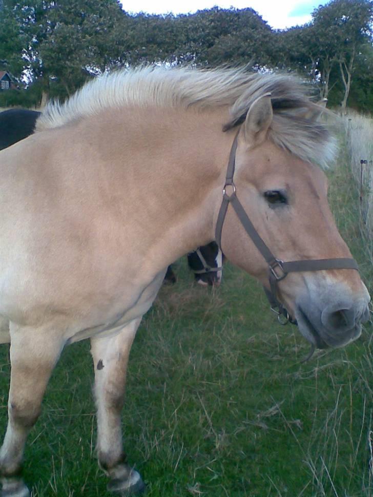 Fjordhest Spøjs |my angle| - smuk du er en af de ting jeg holder mest af i hele verden! foto: mig billede 6