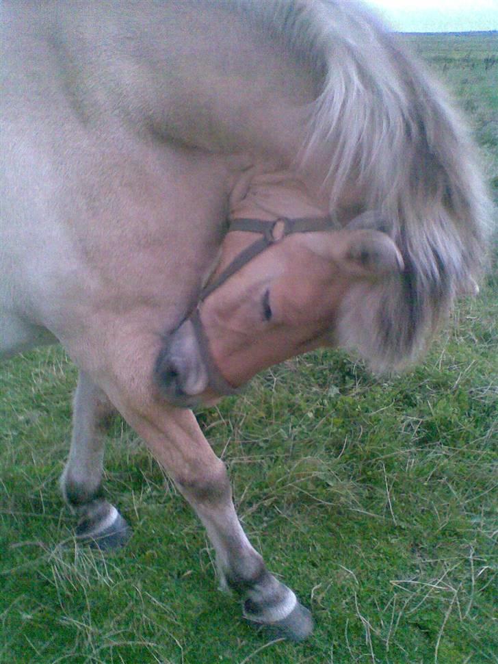 Fjordhest Spøjs |my angle| - benet klør ;D foto: mig billede 7