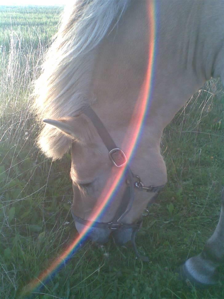 Fjordhest Spøjs |my angle| - YOU ARE MY RAINBOW!!! foto: mig billede 8