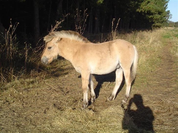 Fjordhest Søndergaard's Thor - Jeg gider ikke det der, lad nu være billede 5