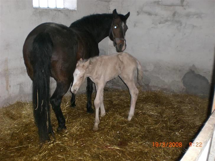 DSP Hesselholts Duke - SOLGT - her er vi nyfødt billede 2
