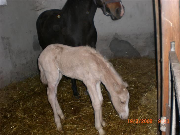 DSP Hesselholts Duke - SOLGT billede 3