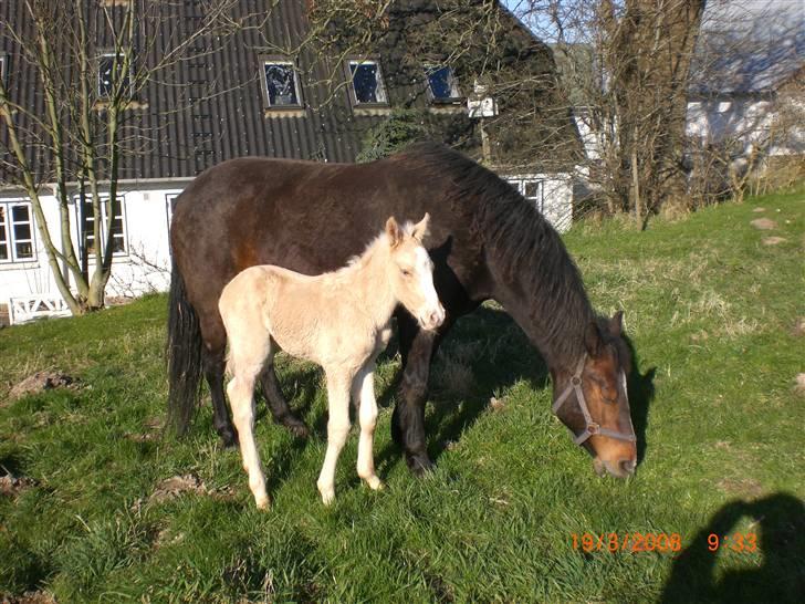 DSP Hesselholts Duke - SOLGT - og så er vi ude på marken. nogle dage efter billede 4