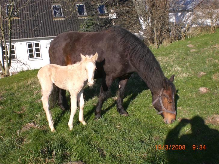 DSP Hesselholts Duke - SOLGT - smil duke billede 5