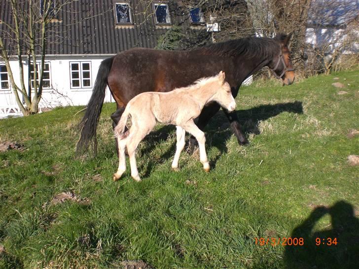 DSP Hesselholts Duke - SOLGT - Mor (Bess Connemara) og Duke billede 6