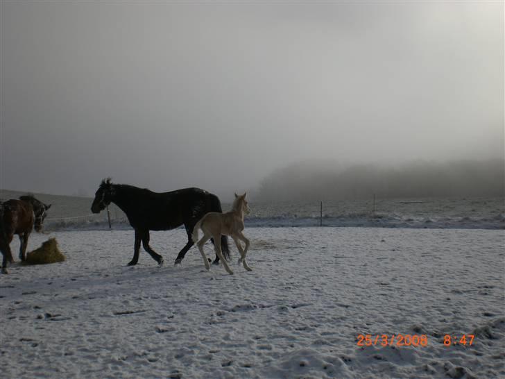DSP Hesselholts Duke - SOLGT - så det blevet vinter, og har stadig ikke balancen helt endnu billede 7