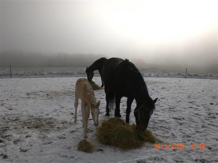 DSP Hesselholts Duke - SOLGT - mm mad billede 8
