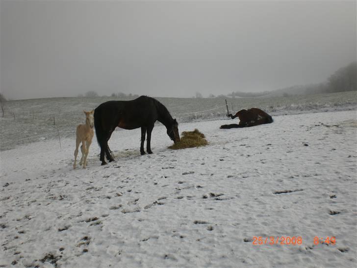 DSP Hesselholts Duke - SOLGT billede 9