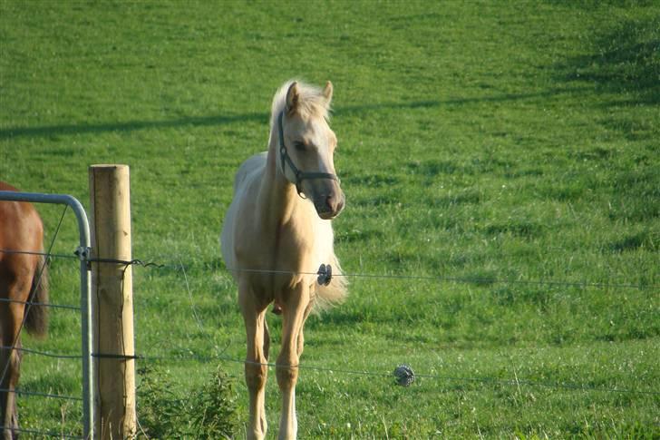 DSP Hesselholts Duke - SOLGT - så det blevet forår og solen skinner billede 10