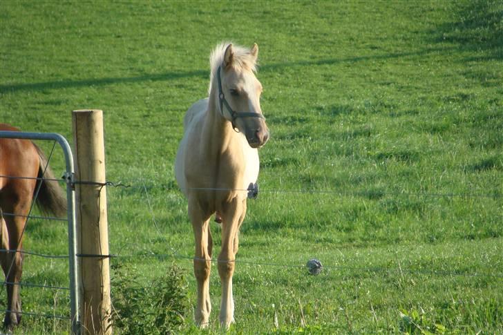 DSP Hesselholts Duke - SOLGT billede 11