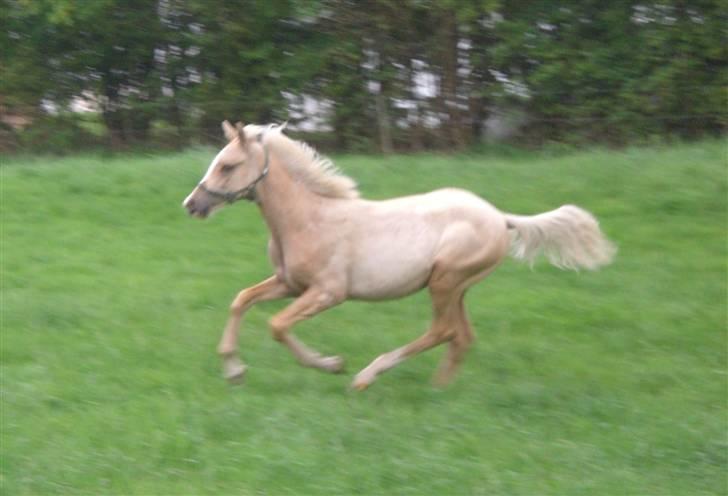 DSP Hesselholts Duke - SOLGT - duke elsker og løbe rundt, lige som sin mor gjorde da hun var ung billede 12