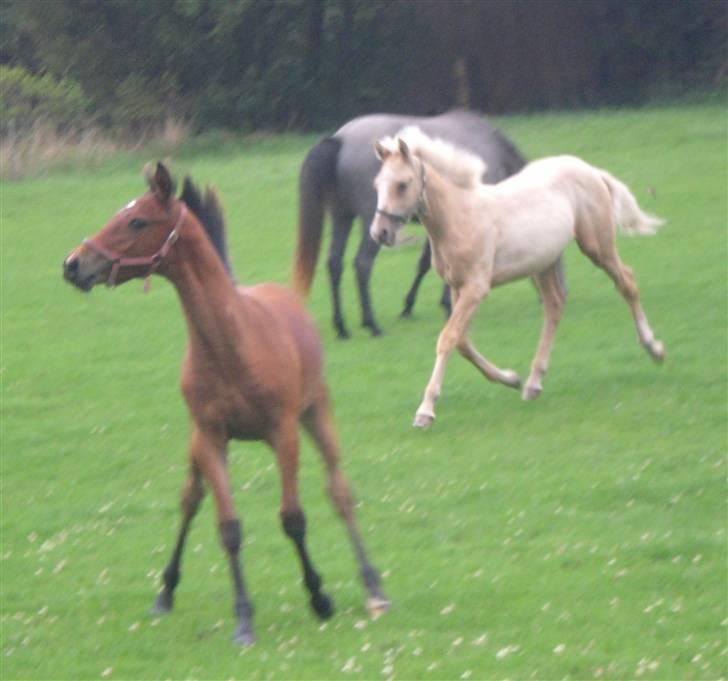 DSP Hesselholts Duke - SOLGT - leger lidt med Emely i starten af sommeren 09 billede 13