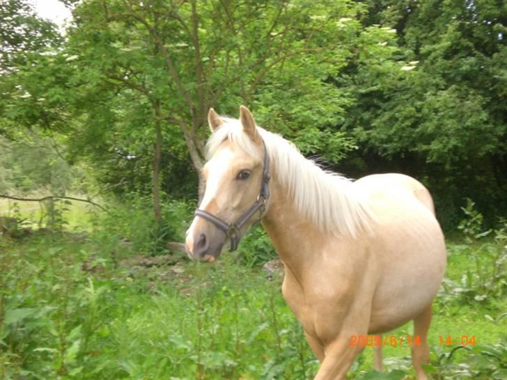 DSP Hesselholts Duke - SOLGT - Så er vi sidst på sommeren 09 billede 14