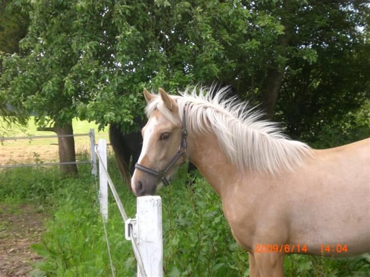 DSP Hesselholts Duke - SOLGT - Ja vi vokser hurtigt billede 15