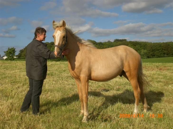 DSP Hesselholts Duke - SOLGT - dette billed er taget midt i sommeren 09 billede 16