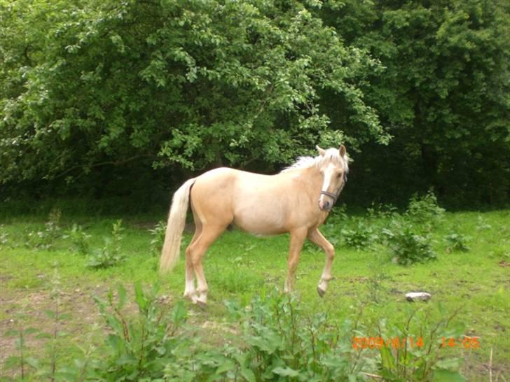 DSP Hesselholts Duke - SOLGT billede 17