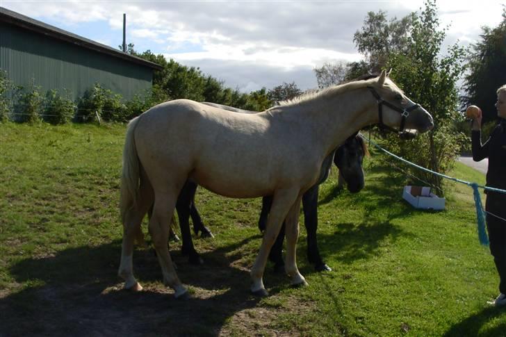 DSP Hesselholts Duke - SOLGT - Og nu går det mod efterår og efterårsferie i 09 billede 18