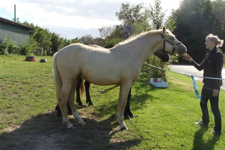 DSP Hesselholts Duke - SOLGT - ja vi er højere end Winnetou på 4 og Stormy på 3 billede 19