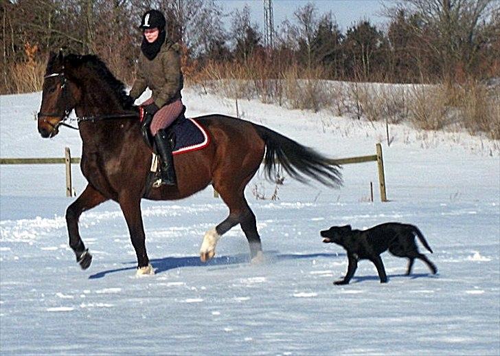 Anden særlig race Ramiro 297 billede 9