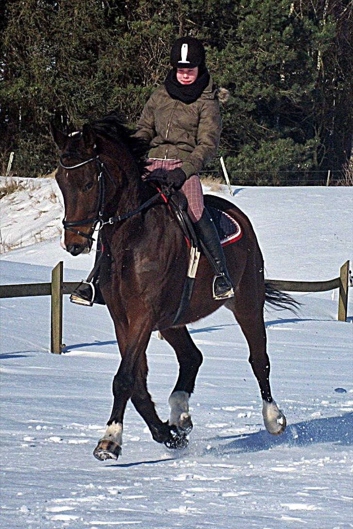 Anden særlig race Ramiro 297 billede 10