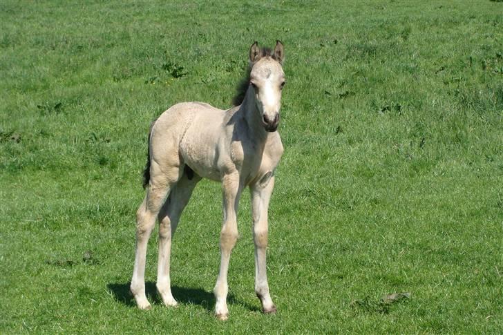 Connemara Hesselholts Killroy - SOLGT - han ser så mejestætisk ud billede 1