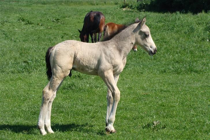 Connemara Hesselholts Killroy - SOLGT billede 2