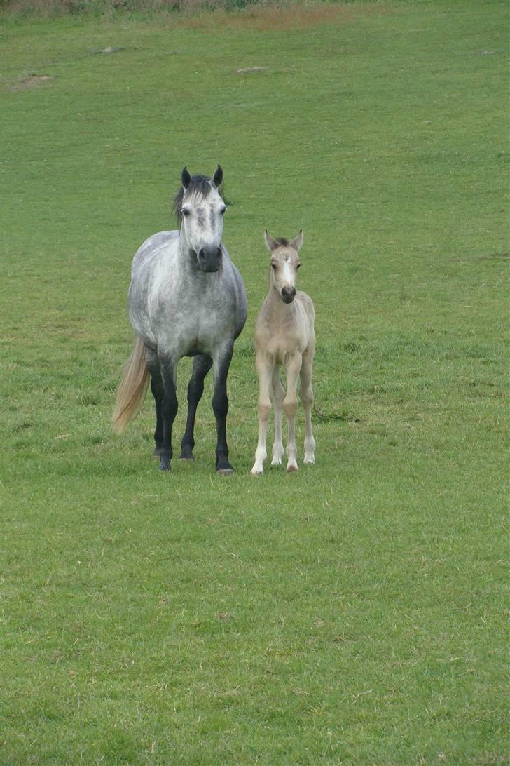 Connemara Hesselholts Killroy - SOLGT - Mig og min mor :D billede 3