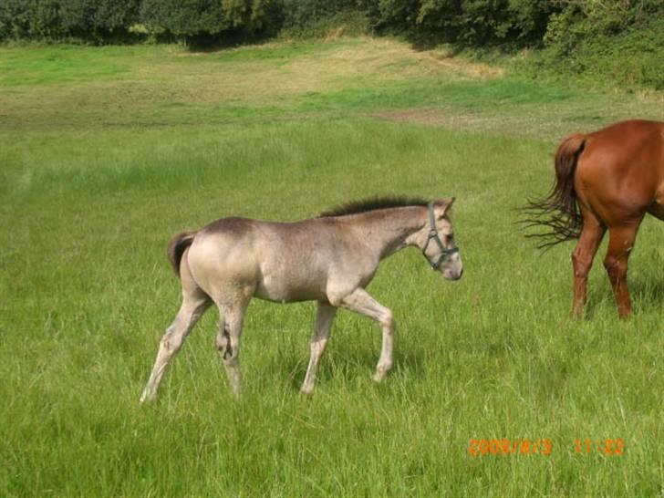 Connemara Hesselholts Killroy - SOLGT billede 5