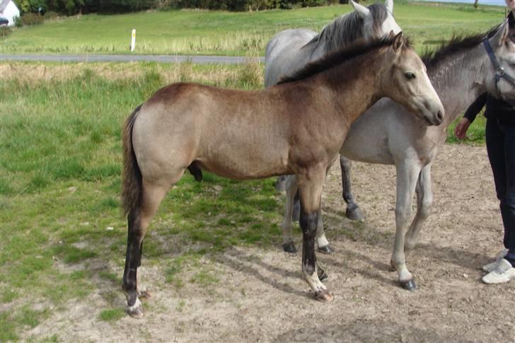 Connemara Hesselholts Killroy - SOLGT - Jeg elsker Dun billede 8