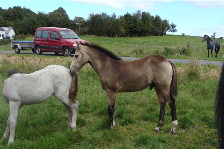 Connemara Hesselholts Killroy - SOLGT - Jeg vil gern nusses med  billede 11