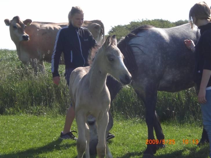 Connemara Hesselholts Killroy - SOLGT - Lige lidt flere føl billeder billede 14