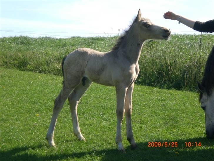 Connemara Hesselholts Killroy - SOLGT - undersøger lige mennesket billede 15