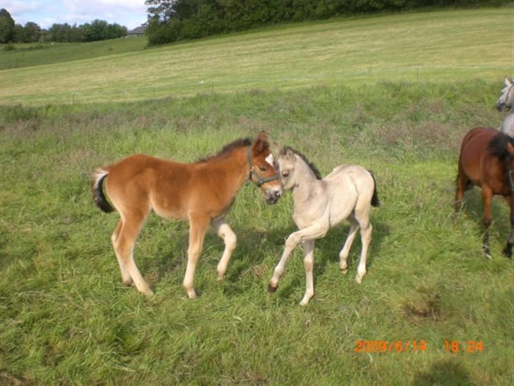 Connemara Hesselholts Killroy - SOLGT - De to hingstebasser billede 16