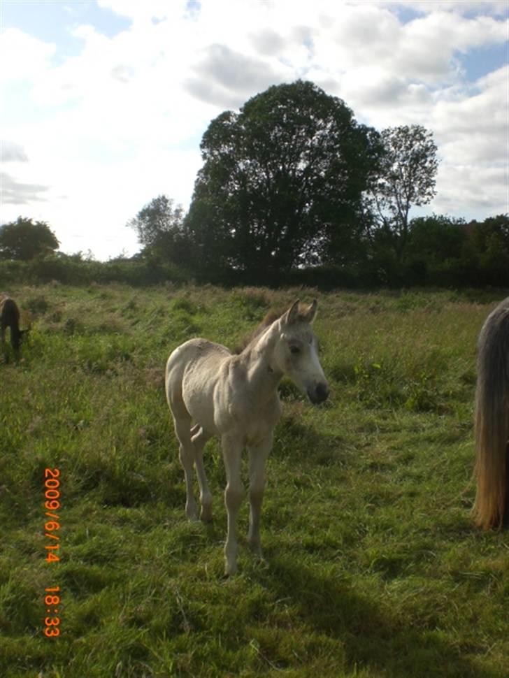 Connemara Hesselholts Killroy - SOLGT billede 17