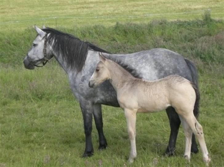 Connemara Hesselholts Killroy - SOLGT - Elsker dette billed og også det første billede 18