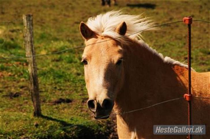 Shetlænder Pedro  -  R.I.P.  - JEG VIL ALDRIG GLEMME DIG :$<3  billede 14