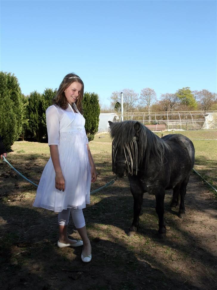 Shetlænder Bergeruds Jasmin - I april 2009 til min konfirmation :b billede 6