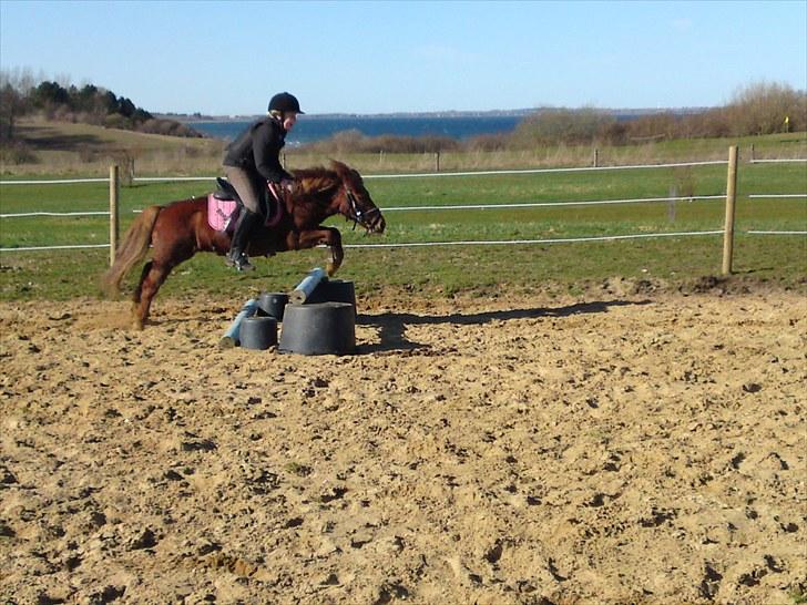 Shetlænder Ronja[Solgt]ISavnet<333 - Ronja du er mit et og alt!!! <3 Du betyder fandme alt! R + L = Love Forever! <333 billede 1