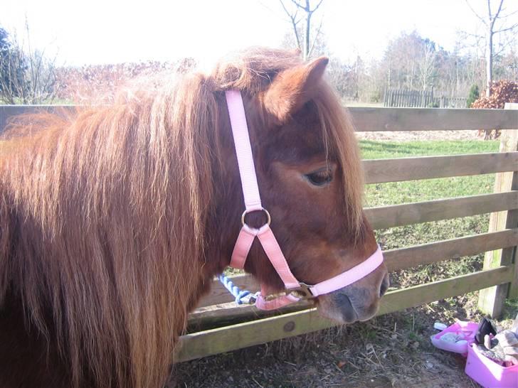 Shetlænder Ronja[Solgt]ISavnet<333 - Smukke Ronja<3333333 billede 2