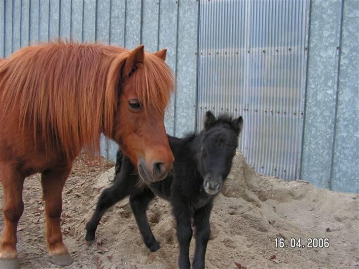 Shetlænder Bergeruds Jasmin - Jasmin og Jubilie, jasmin er 2 dage gammel på det billede billede 7