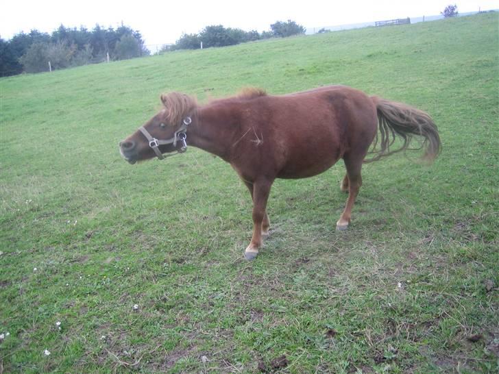 Shetlænder Ronja[Solgt]ISavnet<333 - En ordenlig rystetur ;DDD billede 3