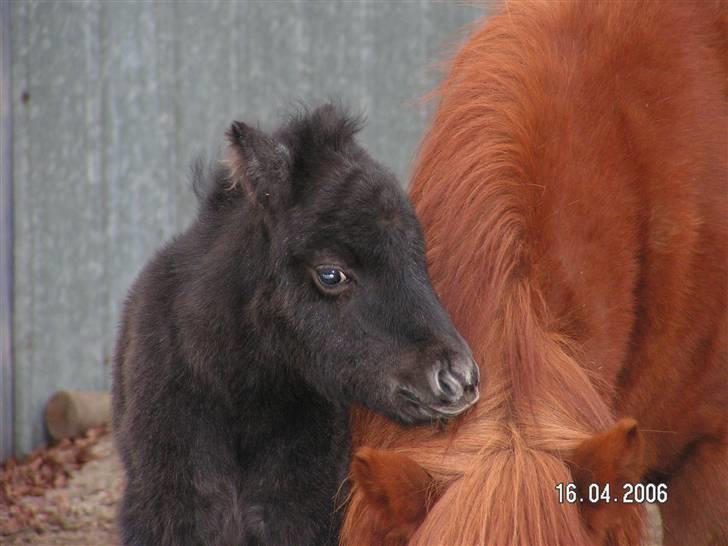 Shetlænder Bergeruds Jasmin - Første dag ude sammen med Jubilie og Shadow (Jasmin 2 dage gammel) billede 8